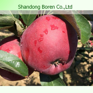 High Quality for Exporting Fresh Huaniu Apple